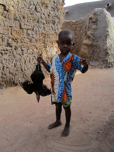 Un joven trae un pollo como regalo para el festejo.