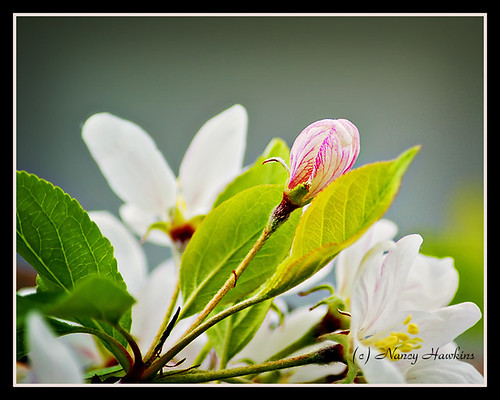 Apple Blossom by Nancy Hawkins