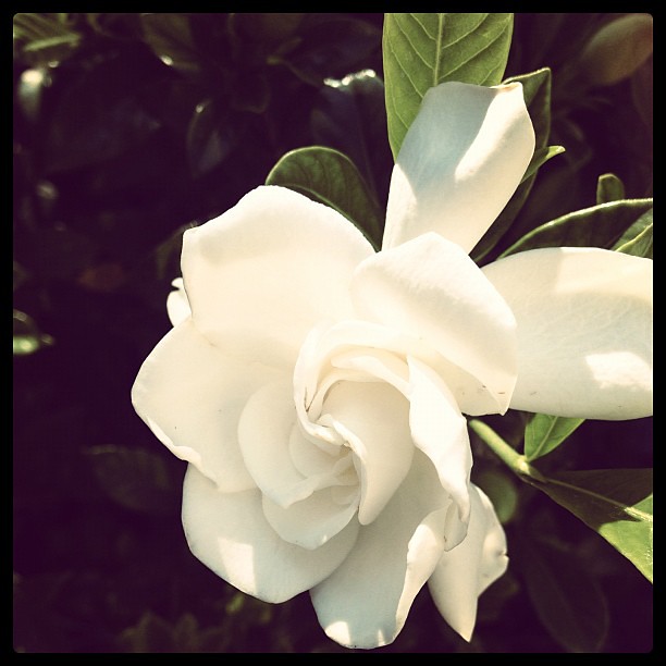 Beautiful gardenia at my in-laws house.