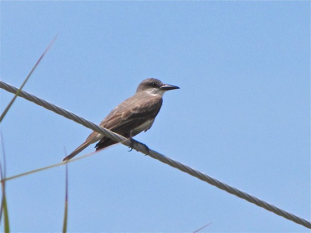 Gray Kingbird at Fort DeSoto in Pinellas County, FL 01