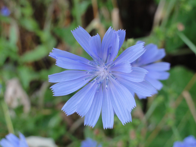 Chicory in Bloomington