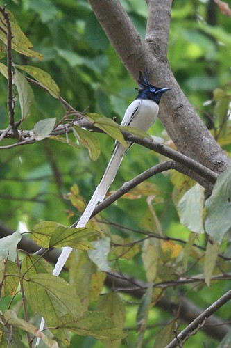 Asian Paradise Flycatcher(Male)