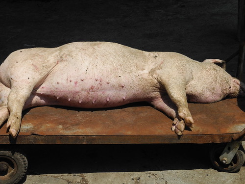 Dead Pig - Hsinchu