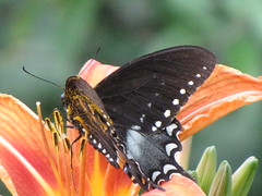 Spicebush Swallowtail on a Daylily