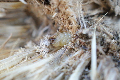 Metzneria aestivella - larva on Carline Thistle