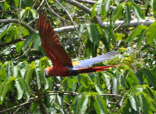 macaw glides CROP