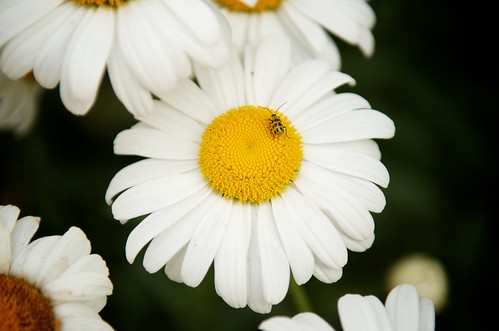 Daisy Bug