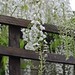 White - Blossom in Alice's garden
