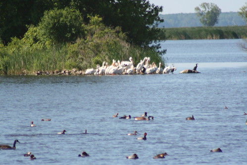 White Pelicans and Cormorant