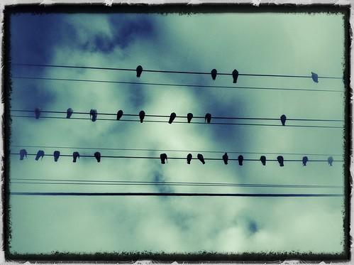 Birds on a wire. Day 161/366.