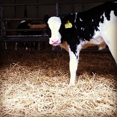 5 day old calf @juleser #peakfresh