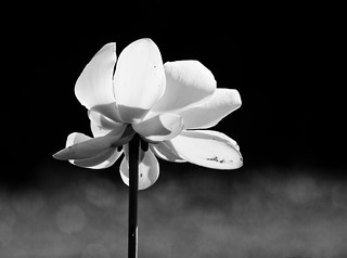 Lotus Blossom
(B&W)