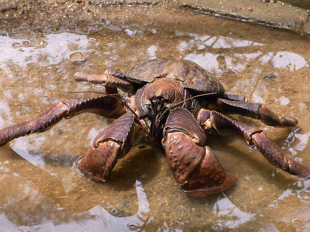 Coconut Crab | Flickr - Photo Sharing!