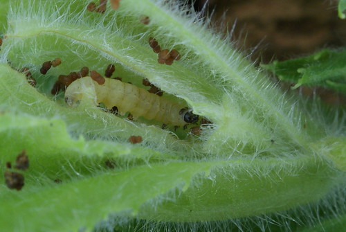 Mompha epilobiella larva (3)