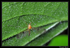 Diptera/Keroplatidae