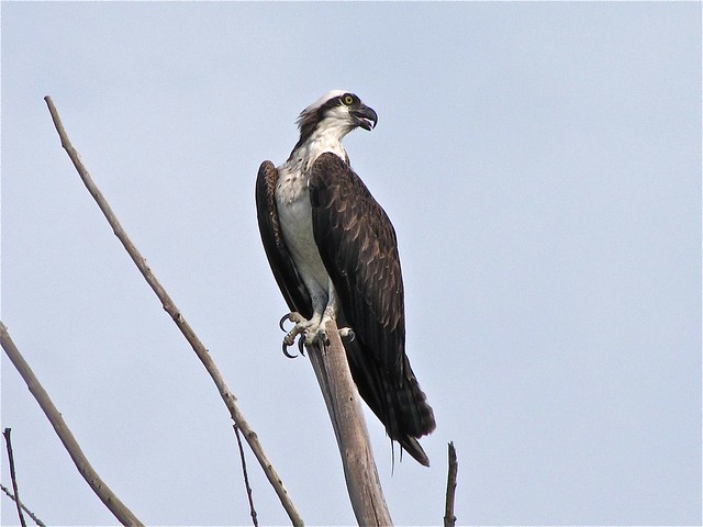 Osprey at Fort DeSoto in Pinellas County, FL 08