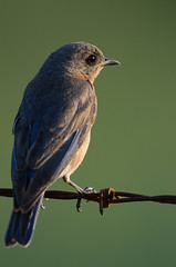 Bluebird_0008.jpg by Mully410 * Images