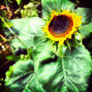 sunflower growing