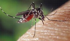 在人手臂上的白線斑蚊（照片由James Gathany拍攝，美國疾管局提供）