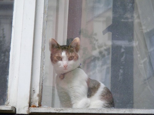 Window kitty