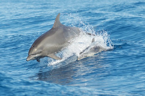 Atlantic Bottlenose Dolphins
