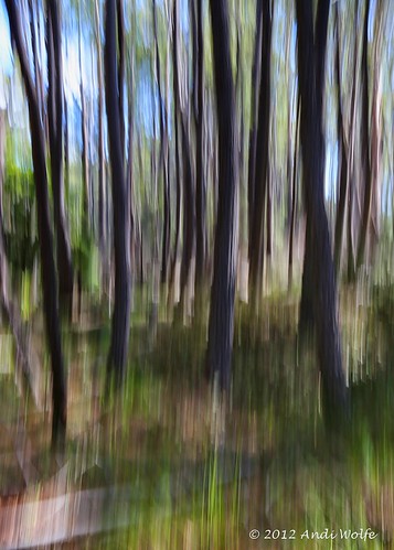 ICM: Eucalyptus grove by andiwolfe (Jet-lagged)