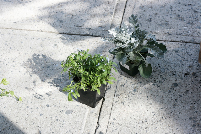 sidewalk, plants