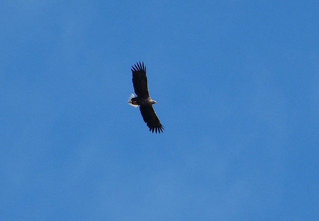 27021 - White Tailed Sea Eagle, Isle of Mull