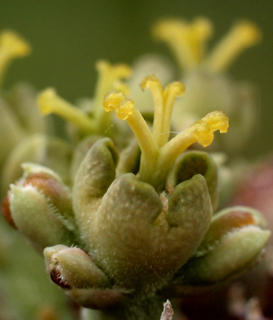 Euphorbia obesa (weibliche Blte) ♀