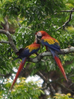 Macaw pair roost and touch beaks CROP