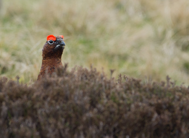 red grouse 7