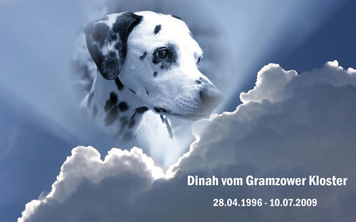 Dinah 3 Jahre im Himmel by Dalmatiner vom Hossenhaus