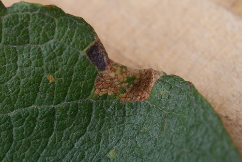 Phyllonorycter hilarella or dubitella mine on Salix caprea
