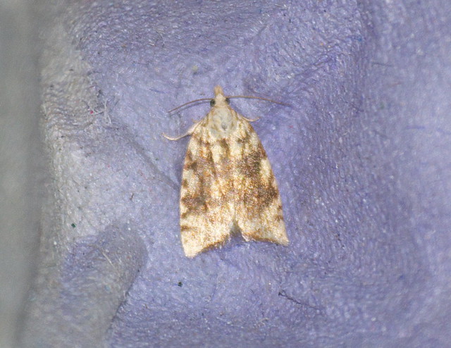Tortrix sp micro moth DSC_4105