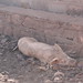 Spitroast at the Sleeping Camel, day 1: pig shopping - IMG_0731_CR2