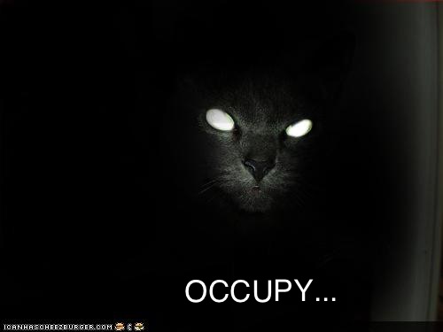 OCCUPY CAT... by Colonel Flick