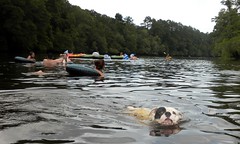 swimming bulldog
