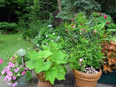 Organic pot plant, Backyard 2012
