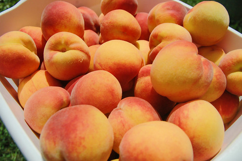 picking perfect peaches!