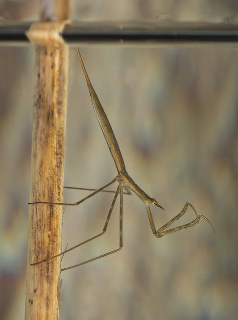Water stick insect Ranartra linearis side on