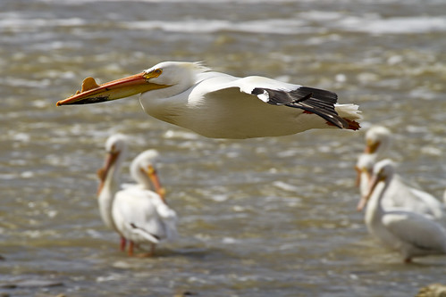 Pelican in for a Landing