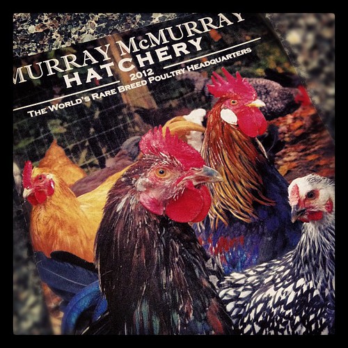 Squeal! The chicken catalog is here!