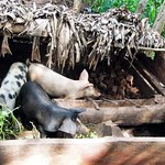 Cross-breed Pigs in Kiboga district (Uganda)