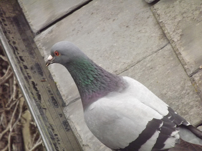 pigeon_on_the_roof