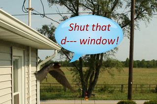 Shut that d--- window