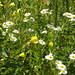 Blumen am Klingnauer Stausee