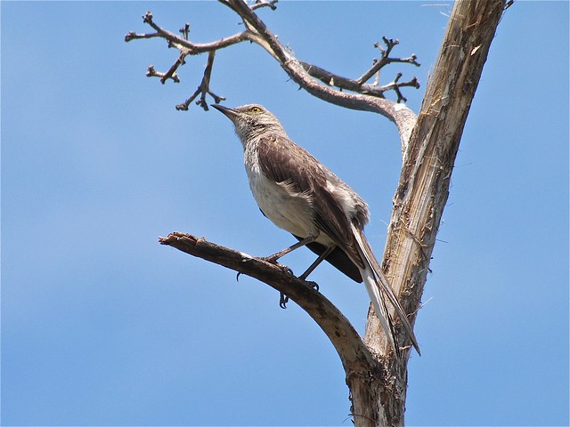 Northern Mockingbird at Fort DeSoto in Pinellas County, FL 02