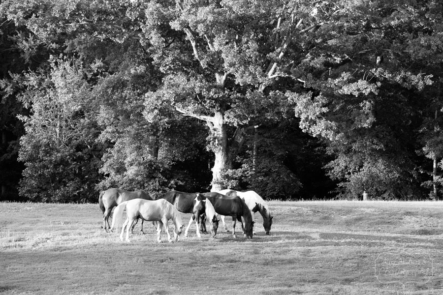 Horses_May192012_0040BW