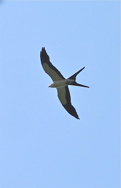 Swallow-tailed Kite at Lettuce Lake Park in Hillsborough County, FL 02