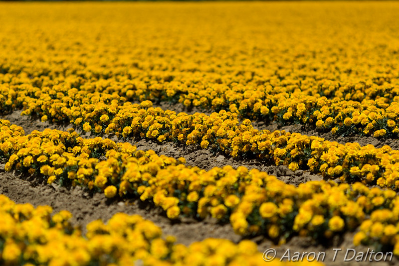 A Select Row of Yellow